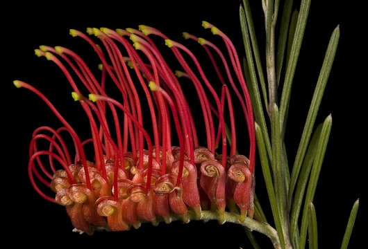 Image of Grevillea beardiana Mc Gill.