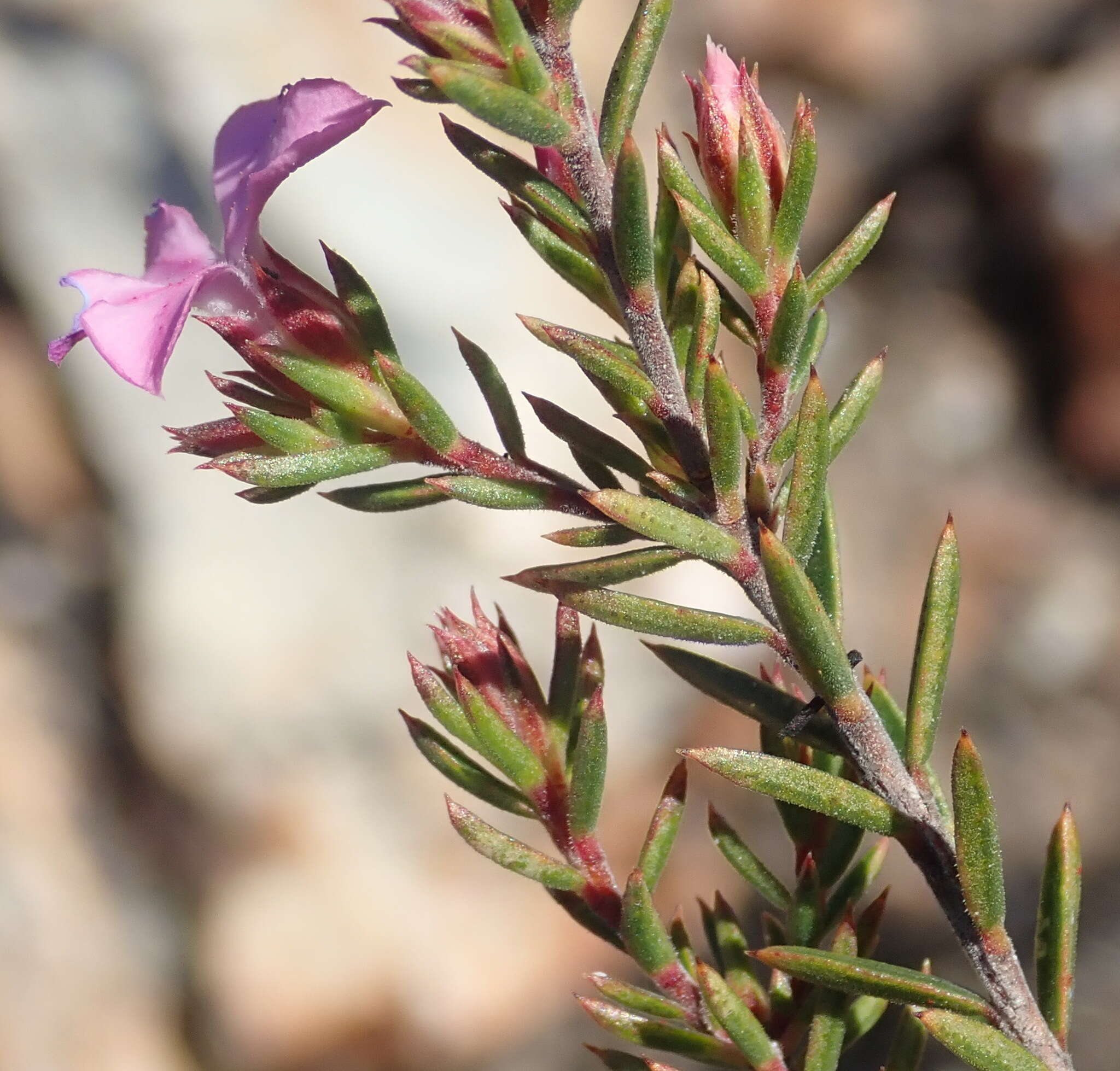 Image of Acmadenia maculata I. Williams