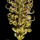 Image of Grevillea eryngioides Benth.