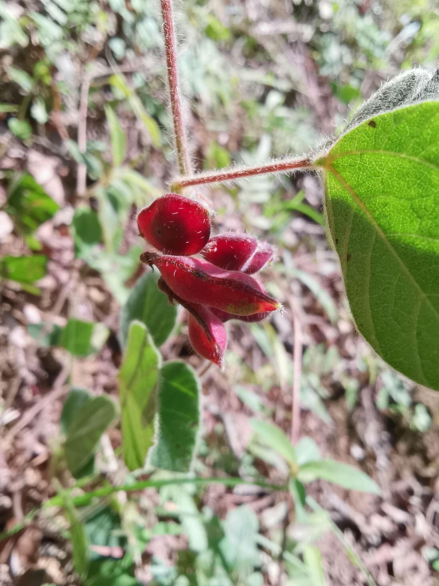 Image of Rhynchosia volubilis Lour.