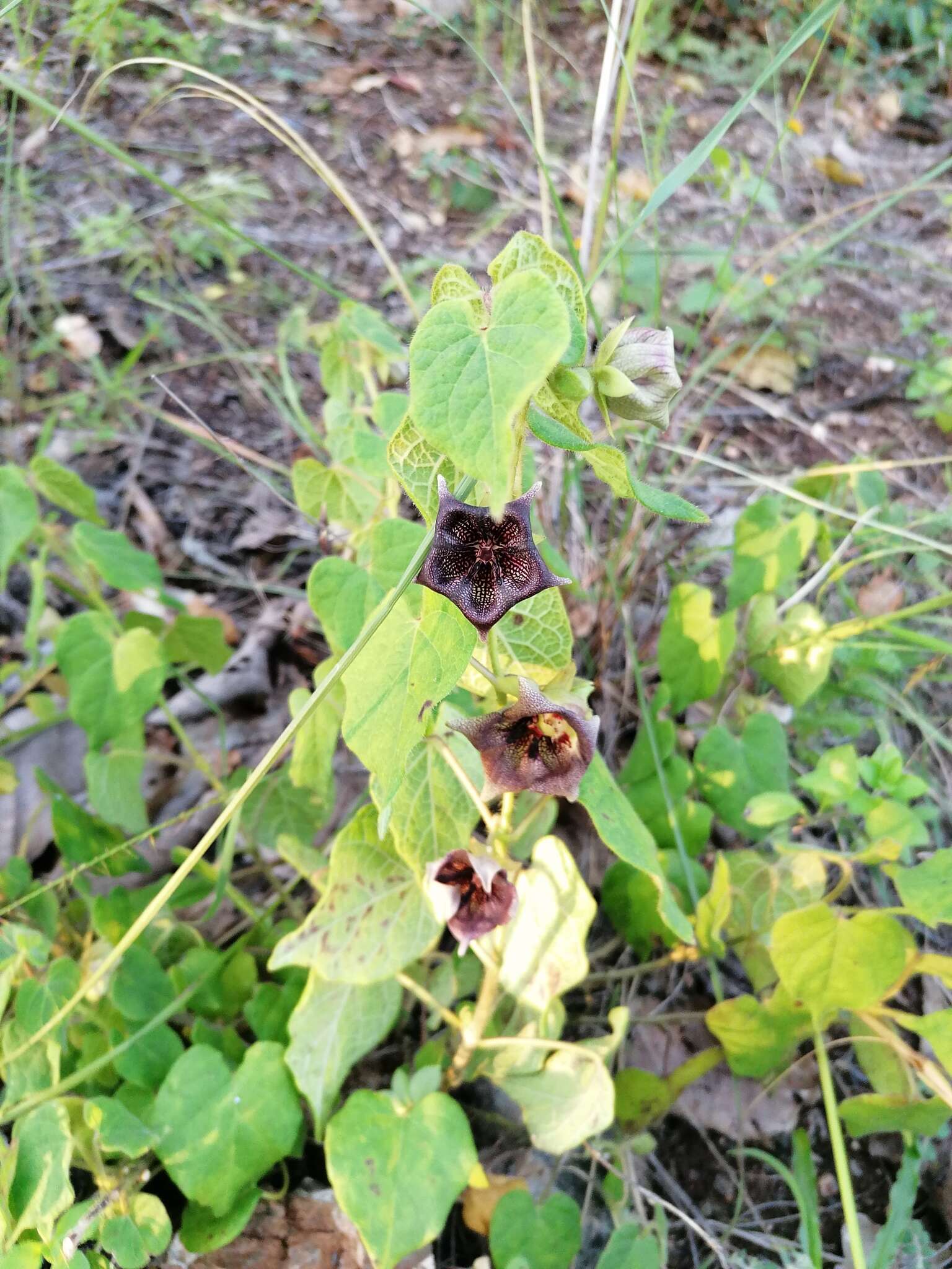 Sivun Dictyanthus reticulatus Benth. & Hook. fil. ex Hemsl. kuva