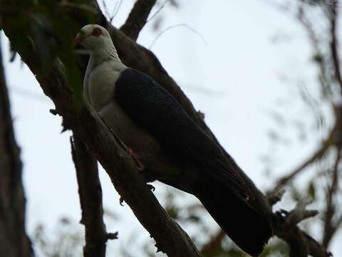 Image of White-headed Pigeon