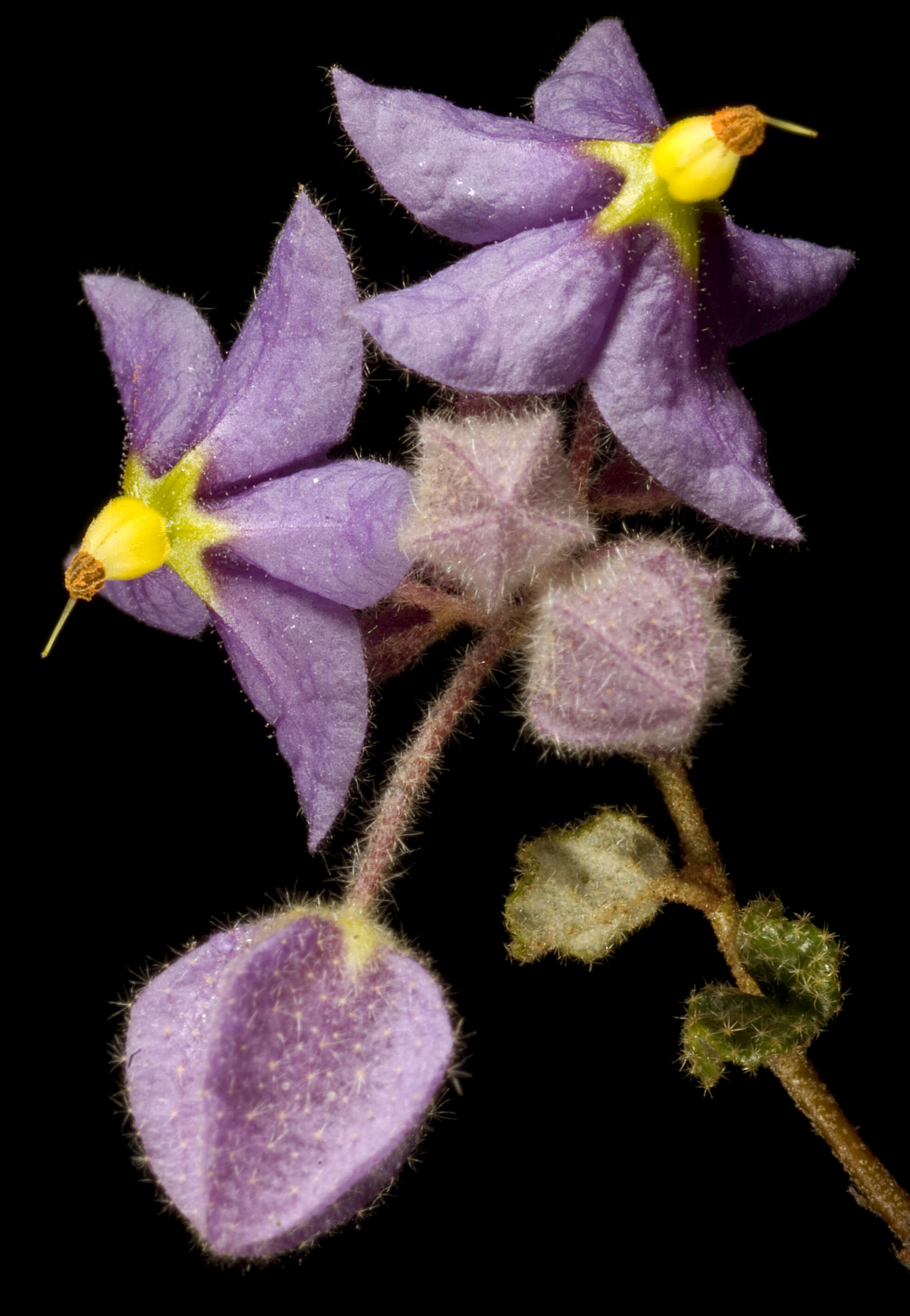 Image of Seringia hermannifolia (J. Gay) F. Müll.