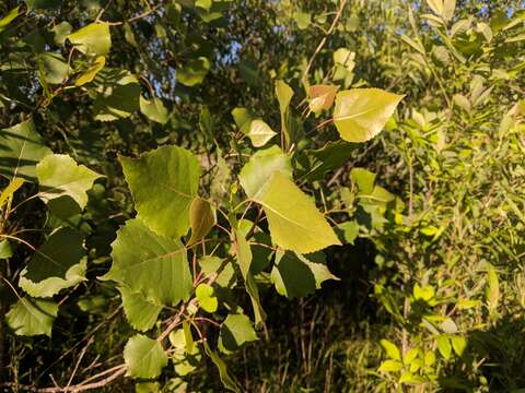 Image of eastern cottonwood