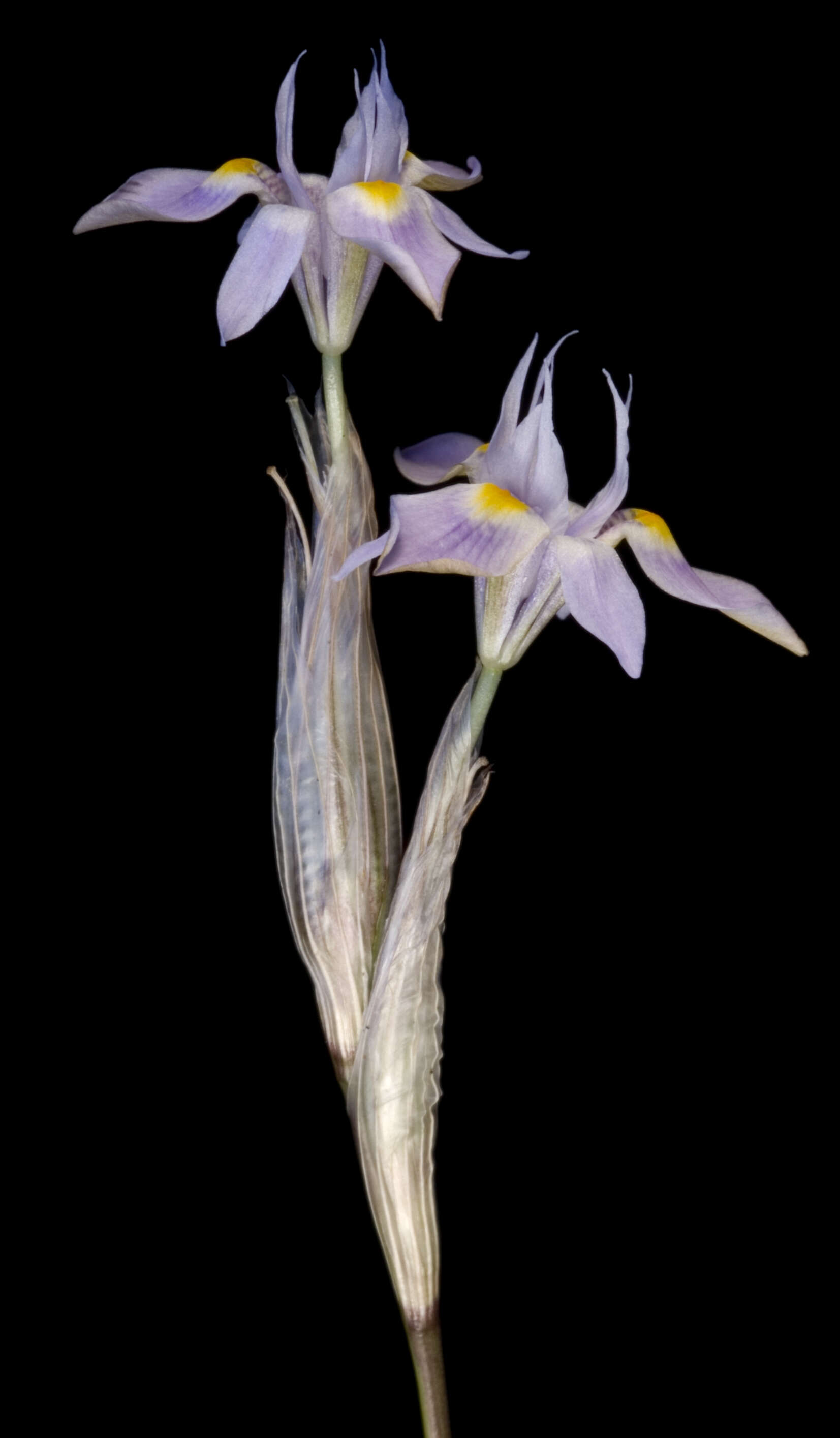 Image of Moraea setifolia (L. fil.) Druce