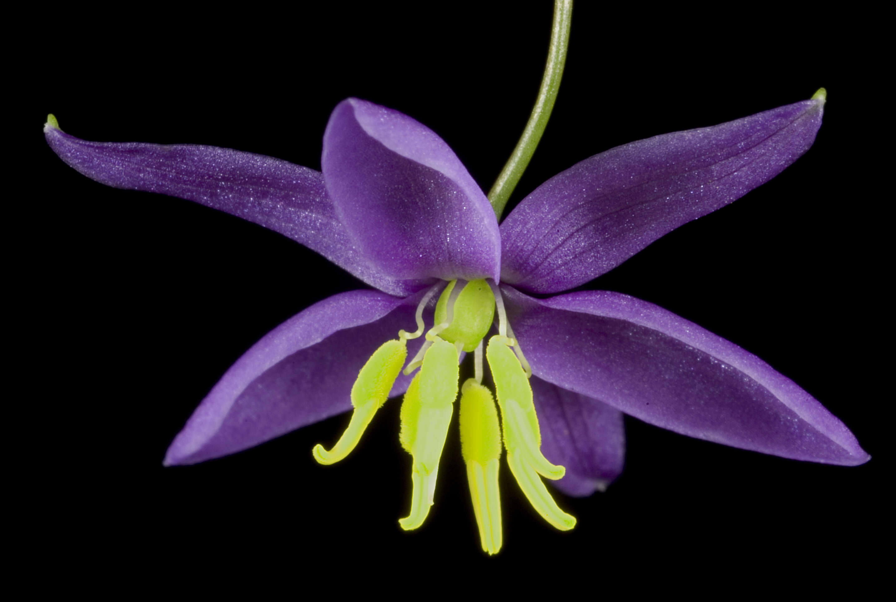 Image of Grass-lilies