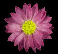 Imagem de Rhodanthe manglesii Lindl.