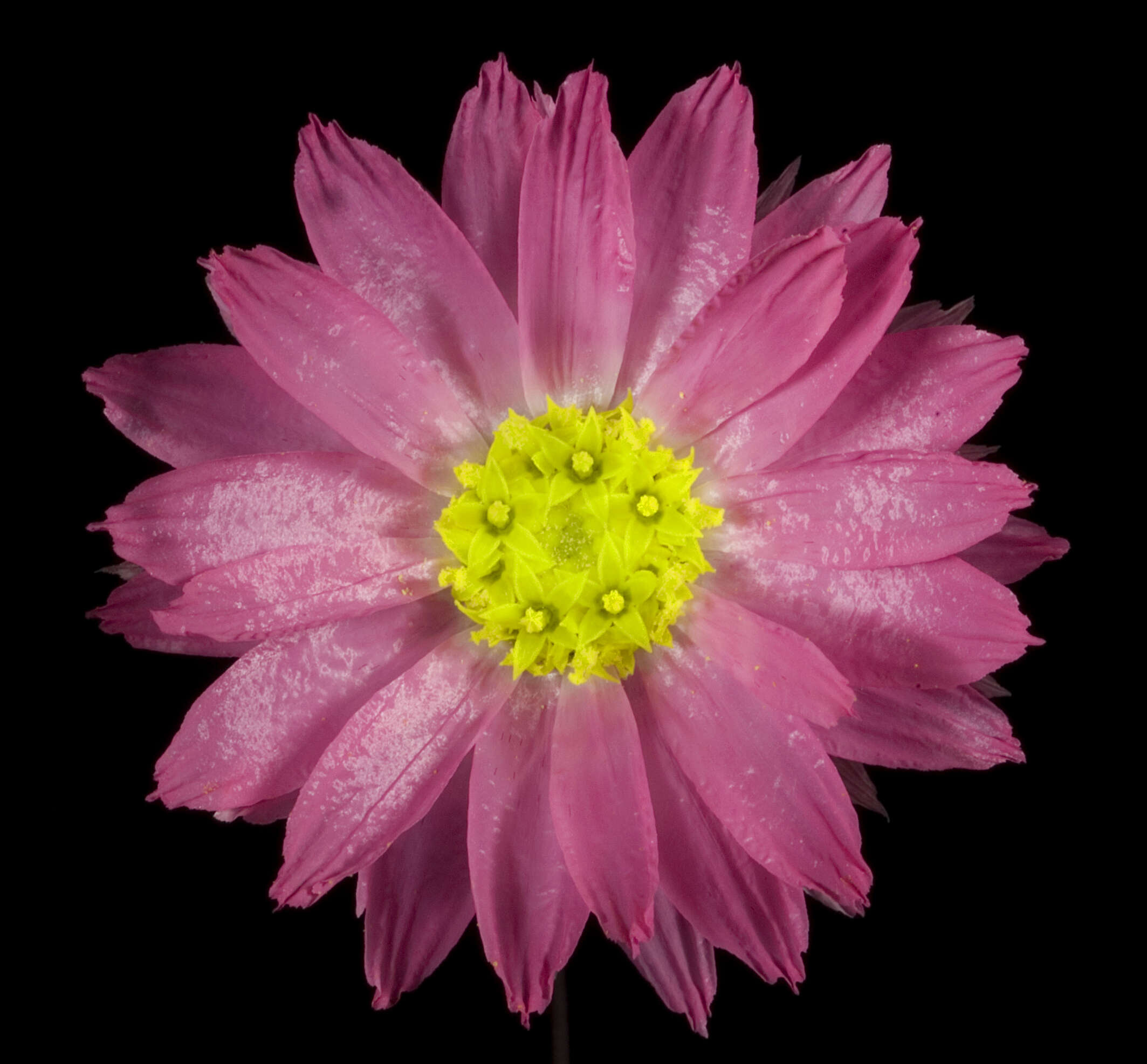 Imagem de Rhodanthe manglesii Lindl.