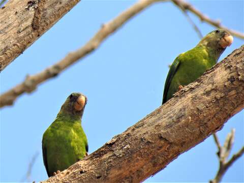 Image of Gray-cheeked Parakeet