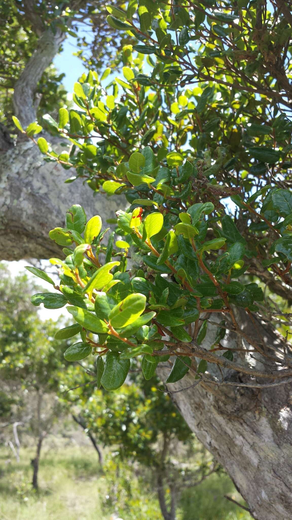 Sivun Schizolaena microphylla H. Perrier kuva