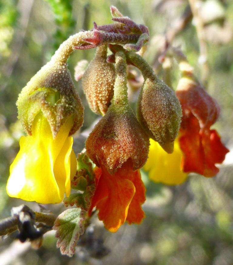 Image of Hermannia cuneifolia var. cuneifolia