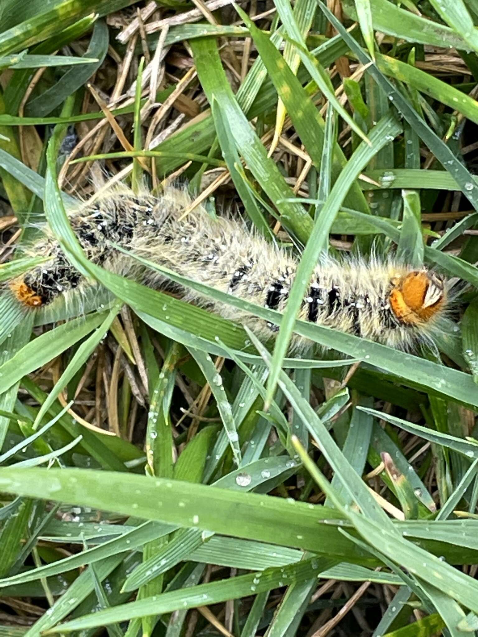 Image of Lasiocampa trifolii cocles