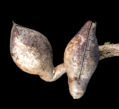 Image of Hakea lissocarpha R. Br.