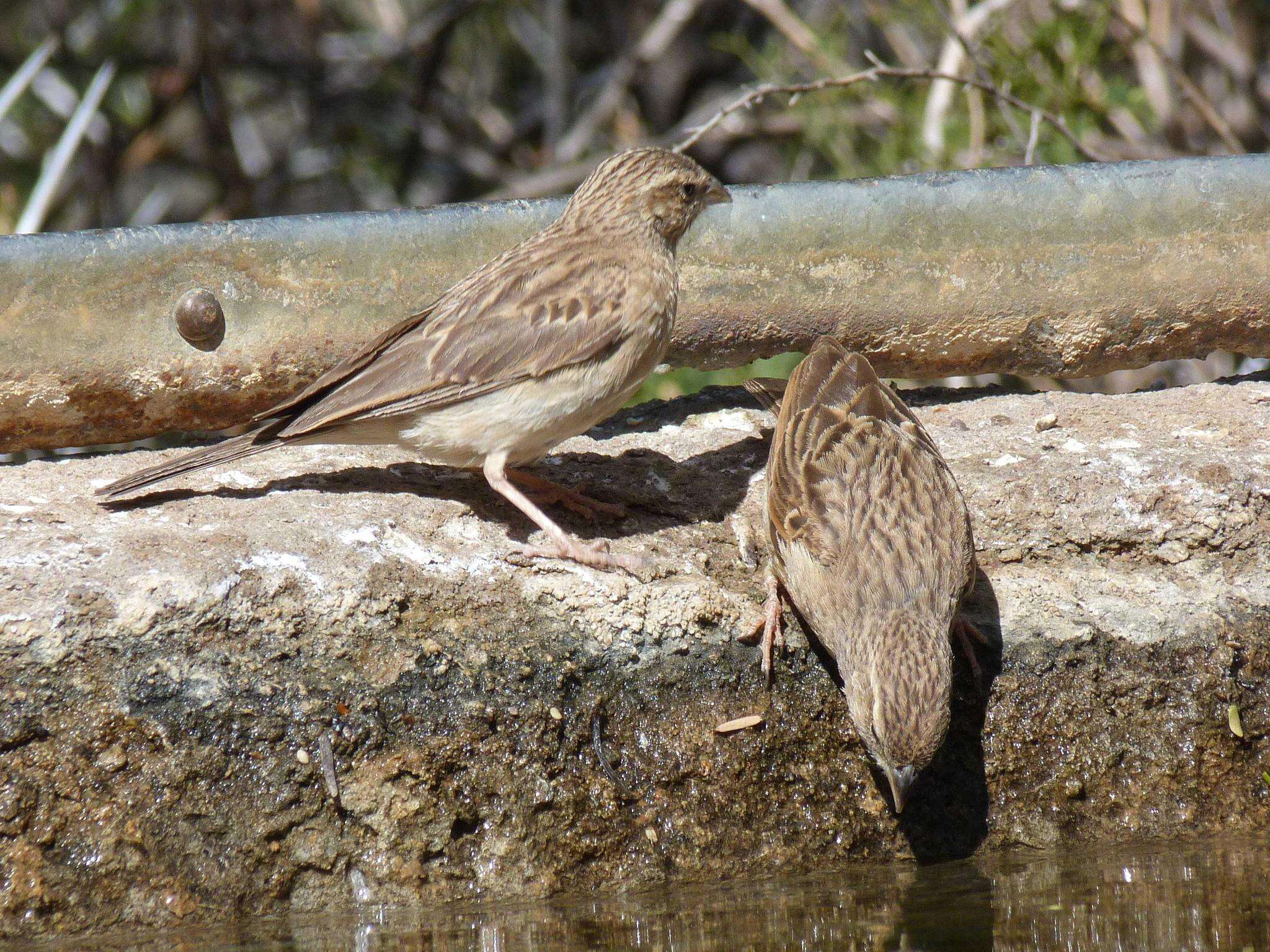 Sivun Emberiza impetuani impetuani Smith & A 1836 kuva