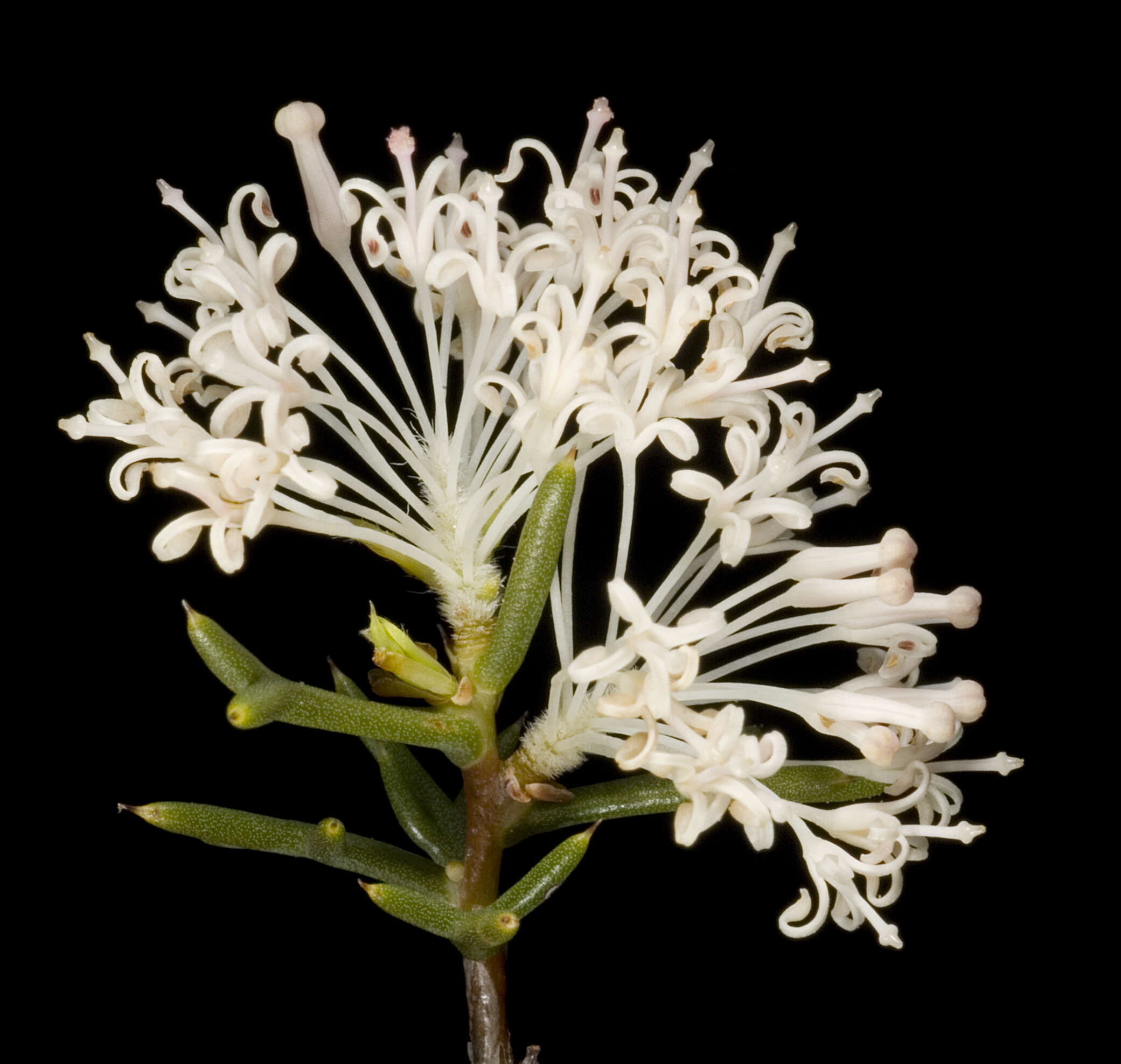 Image of pincushion tree