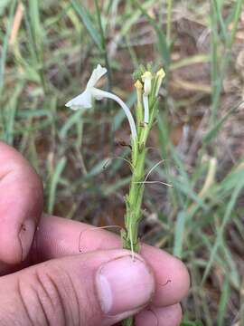 Image of Chascanum hederaceum var. hederaceum