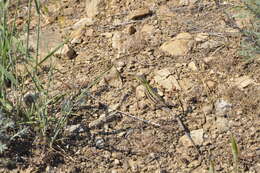 Image of Balkan Wall Lizard