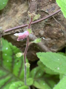 Image of Gloxinia erinoides (DC.) Roalson & Boggan