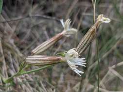 Слика од Silene bernardina S. Wats.