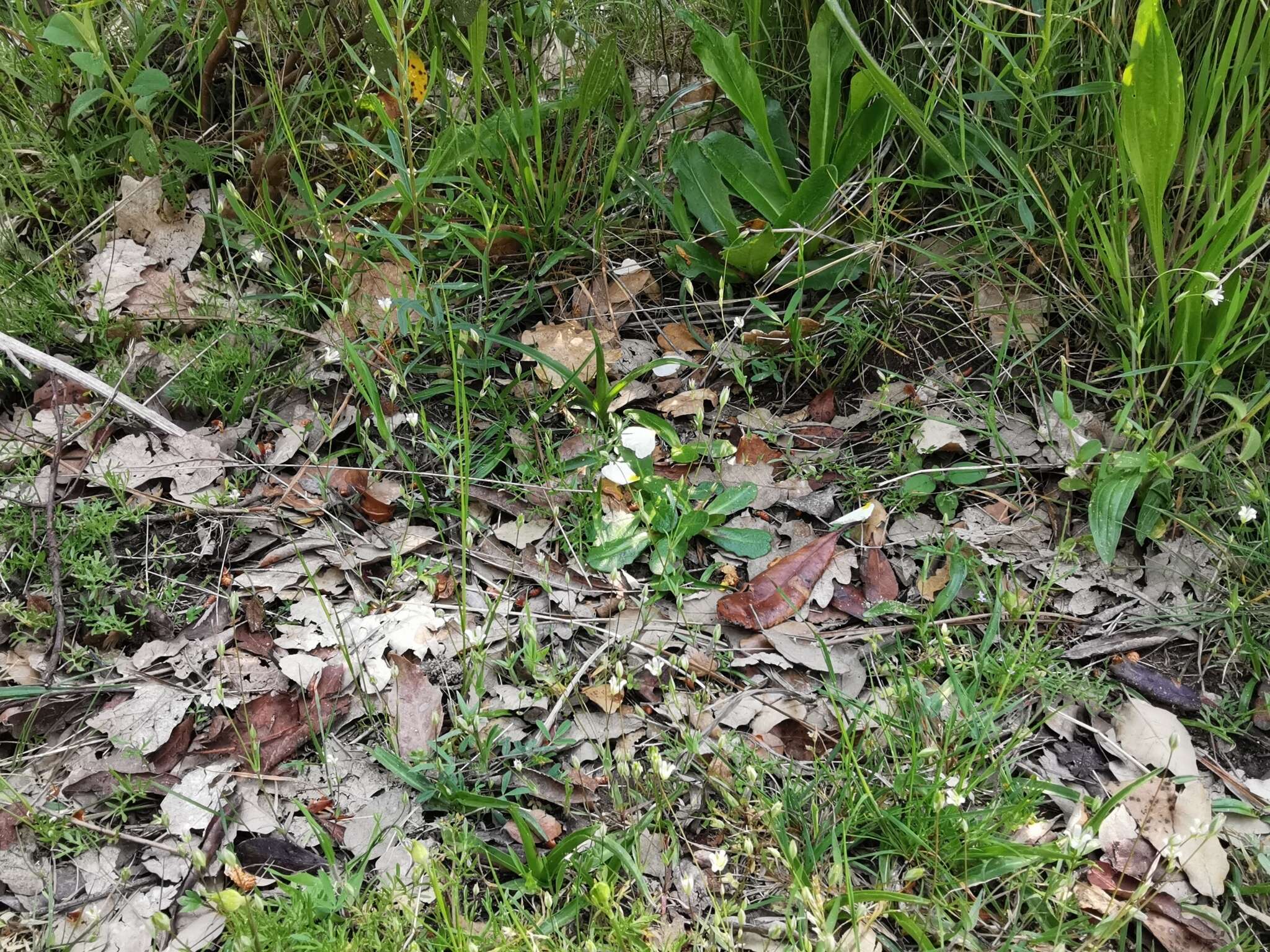 Image of Moenchia erecta subsp. octandra (Moris) Coutinho