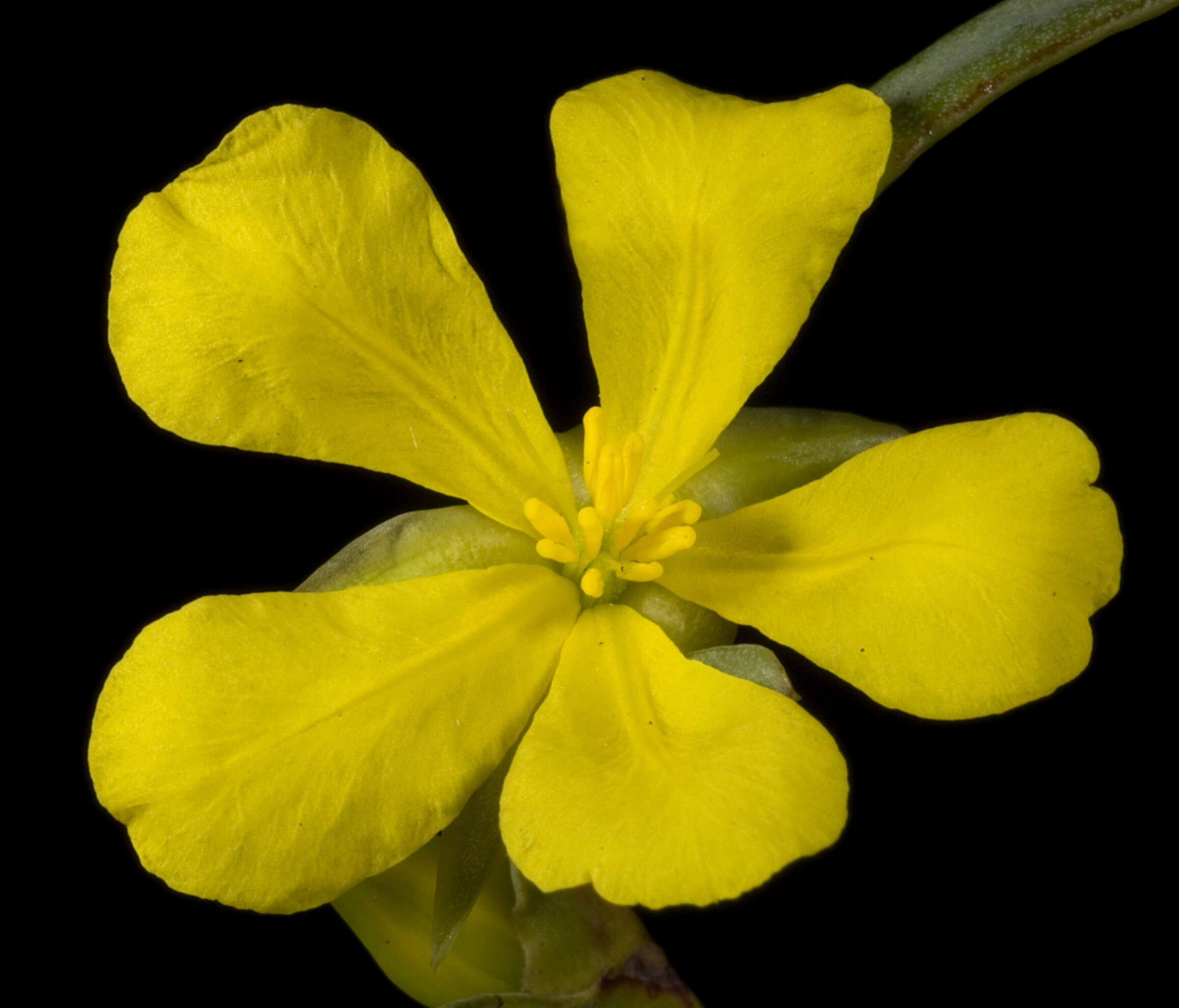 Image of Hibbertia subvaginata (Steudel) F. Müll.