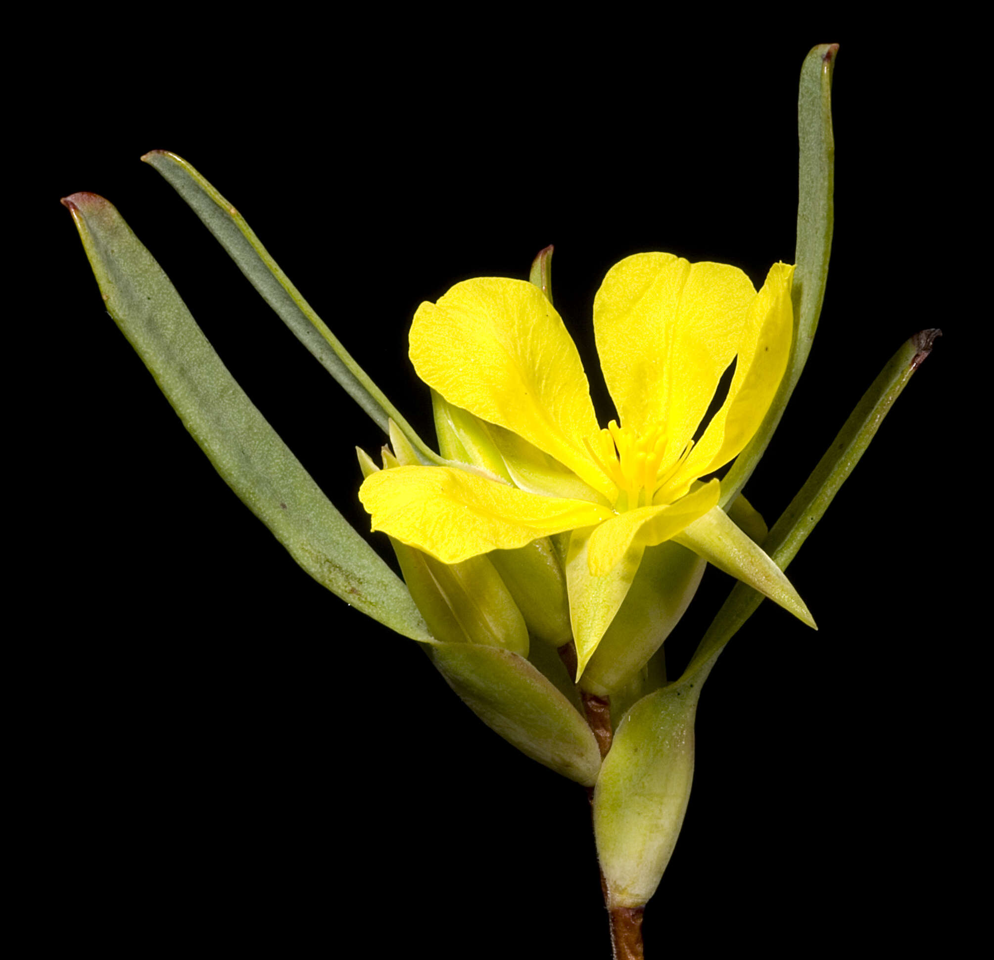 Image of Hibbertia subvaginata (Steudel) F. Müll.