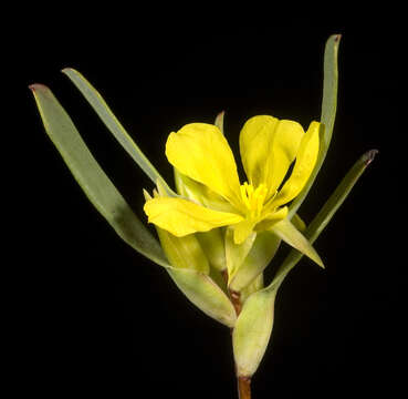 Image de Hibbertia subvaginata (Steudel) F. Müll.