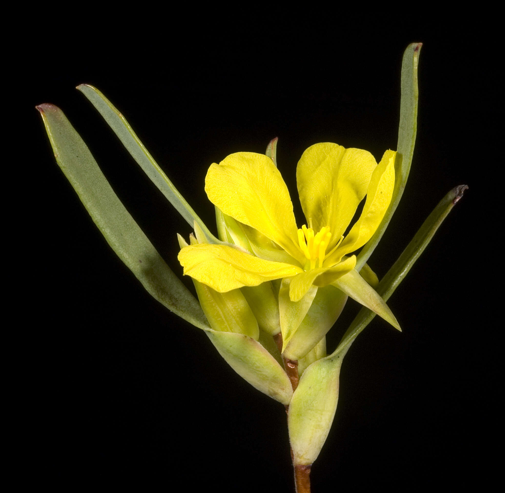 Image of Hibbertia subvaginata (Steudel) F. Müll.