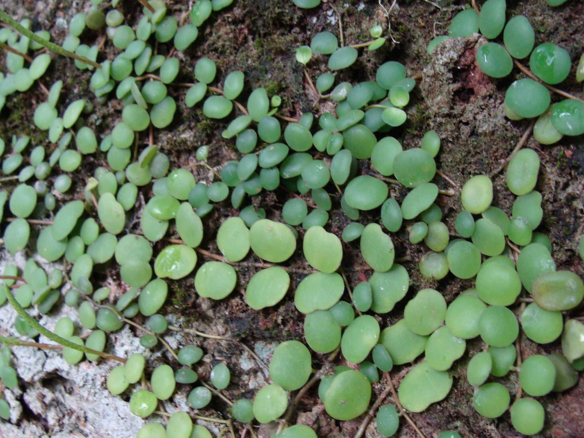 Image of Peperomia cyclophylla Miq.