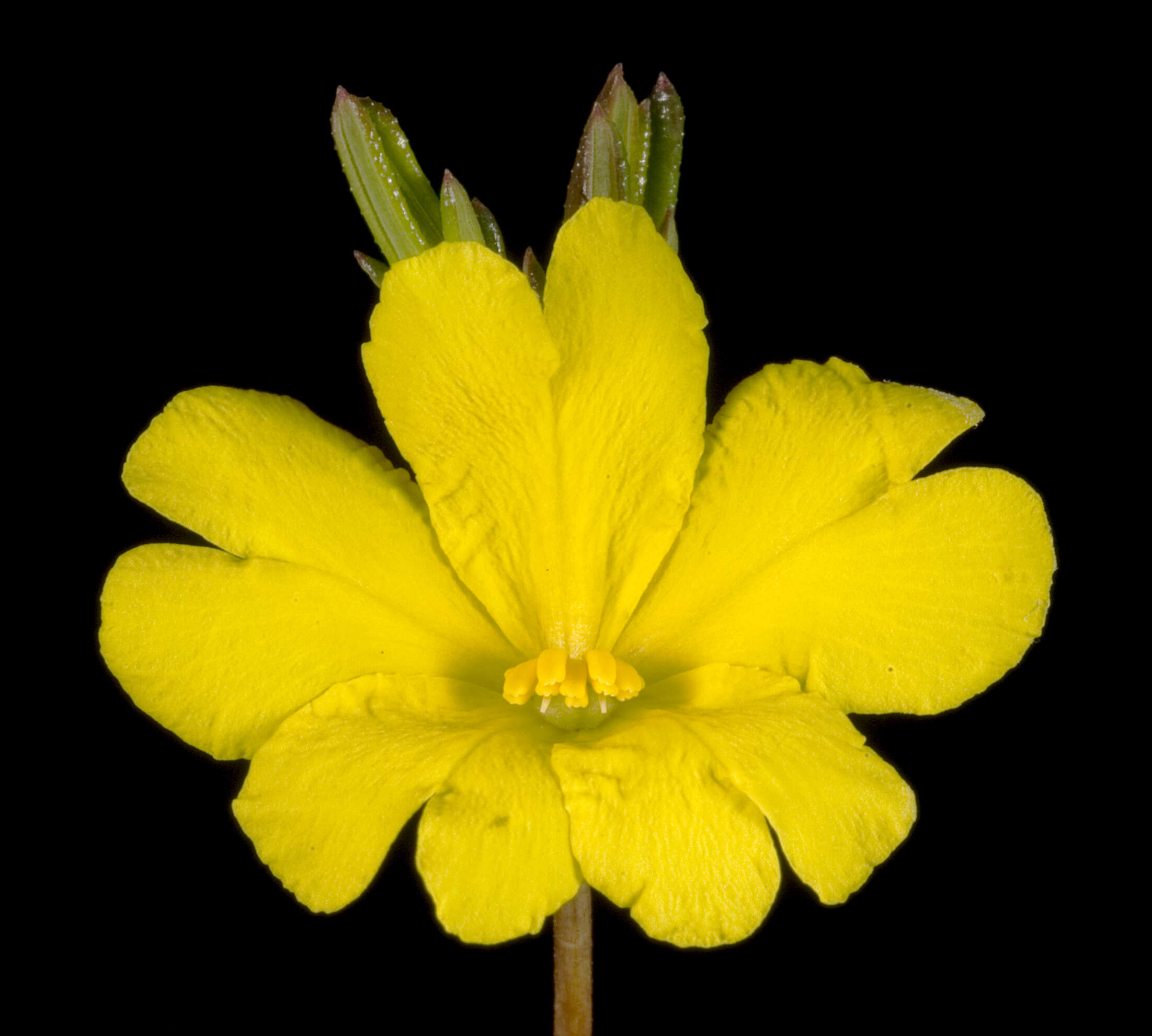 Image of Hibbertia aurea Steud.