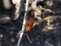 Image of Lebia (Lebia) cruxminor (Linnaeus 1758)