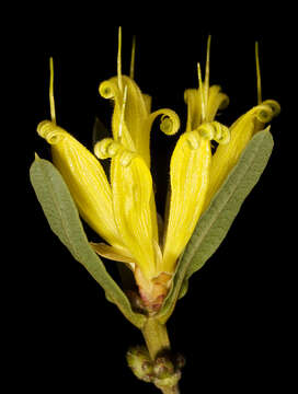 Image of Lambertia multiflora Lindl.