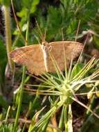 Image of Idaea luteolaria Constant 1863