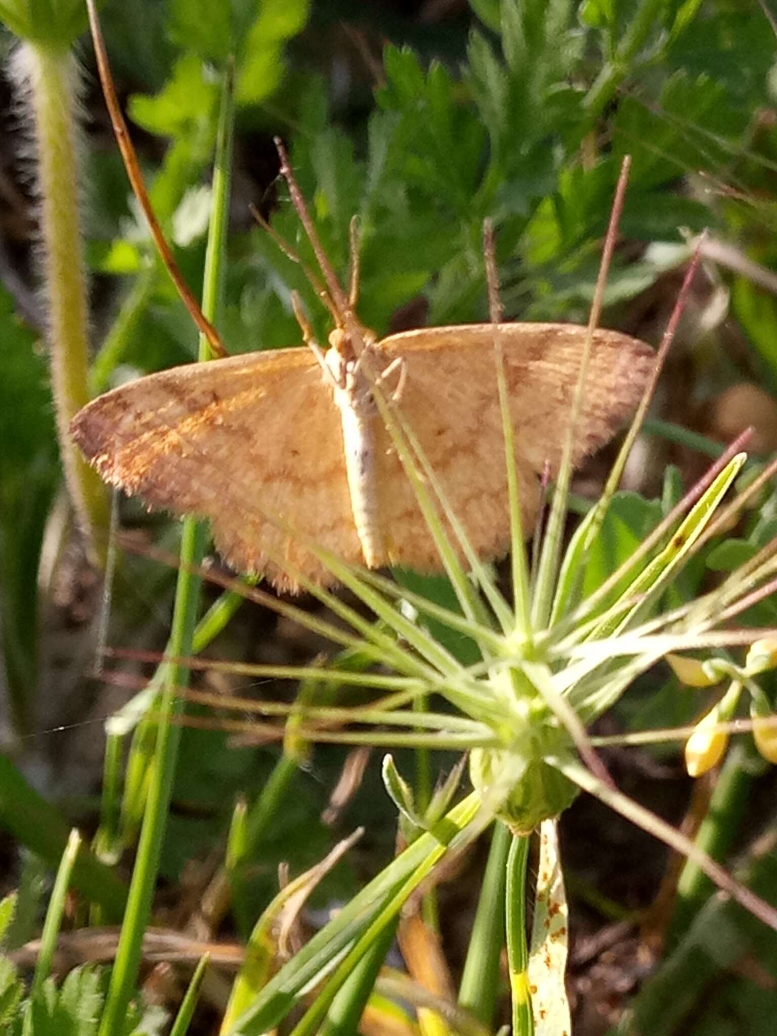 صورة Idaea luteolaria Constant 1863