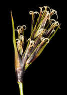Image of Tetraria octandra (Nees) Kük.