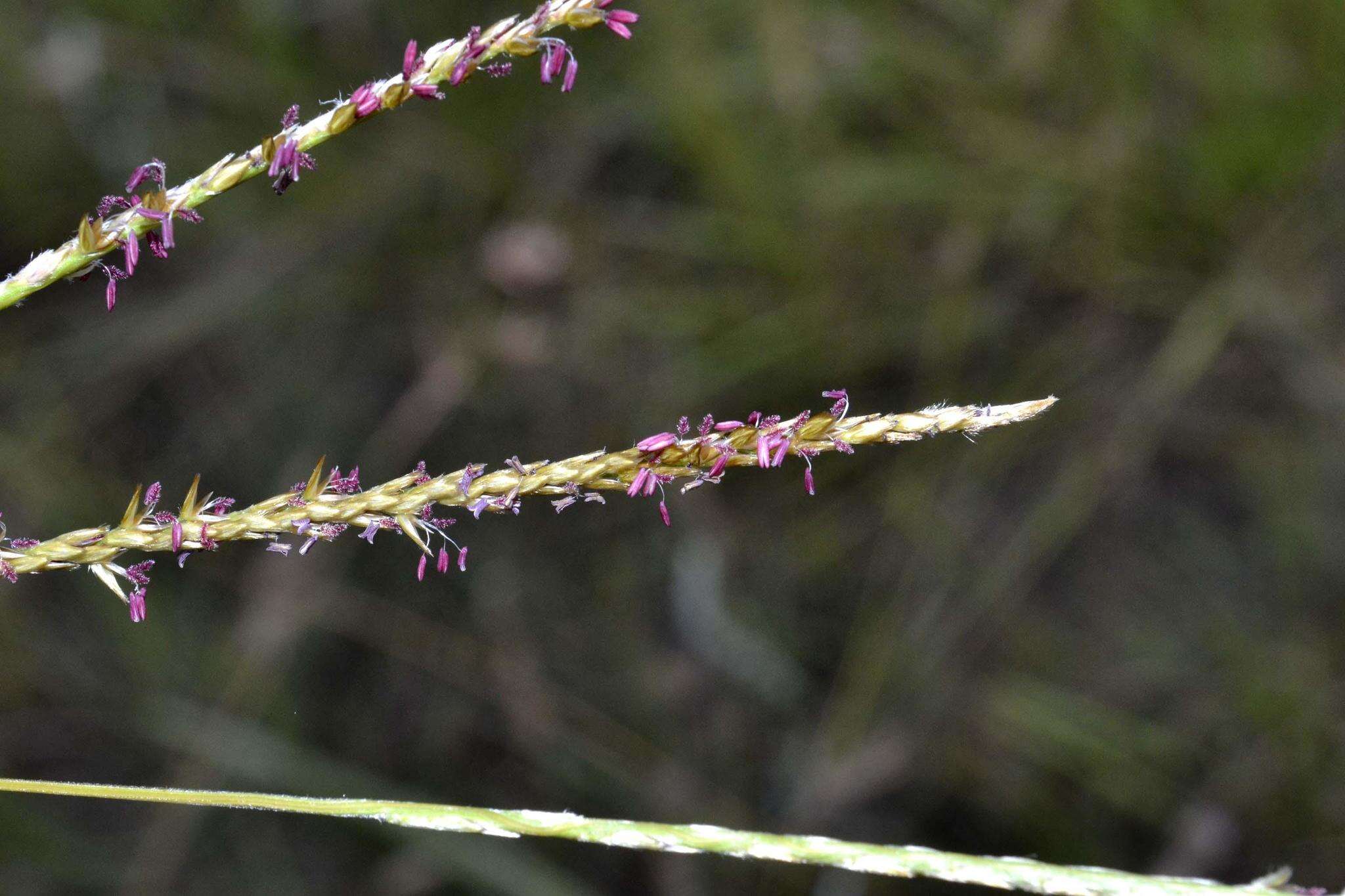 Image of Wire grass