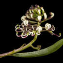 Image of Grevillea papillosa (Mc Gill.) P. M. Olde & N. R. Marriott