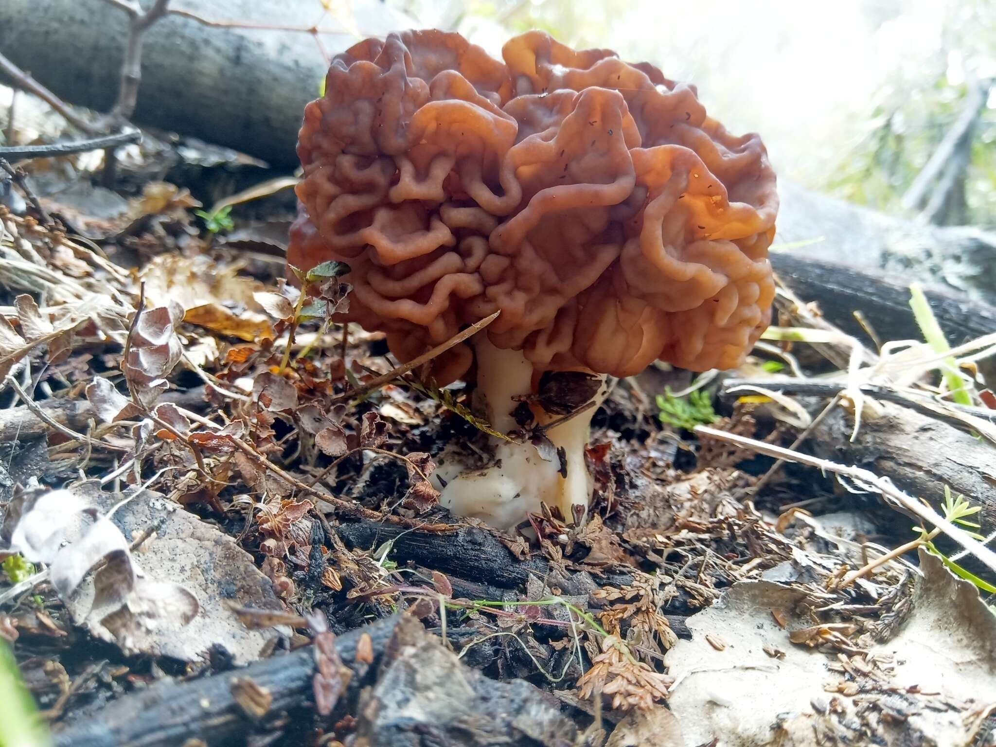 Image of <i>Gyromitra antarctica</i> Rehm