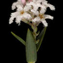 Image of Leucopogon tenuicaulis J. M. Powell ex Hislop