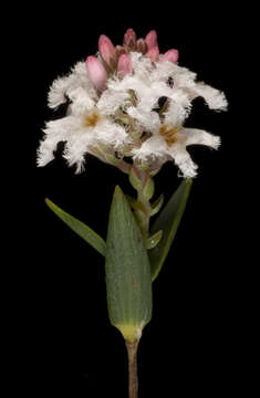 Image of Leucopogon tenuicaulis J. M. Powell ex Hislop