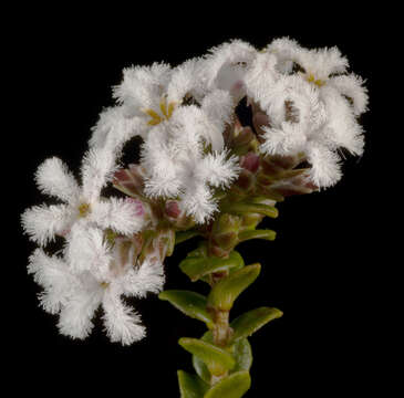 Image de Leucopogon cordatus Sond.