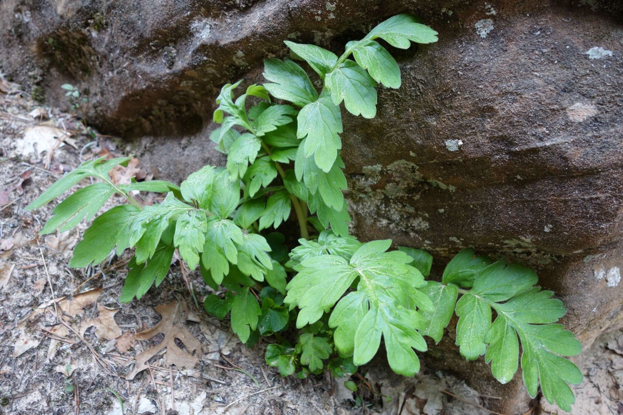 Imagem de Hydrophyllum occidentale (S. Wats.) A. Gray