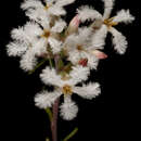 Image of Leucopogon pulchellus Sond.