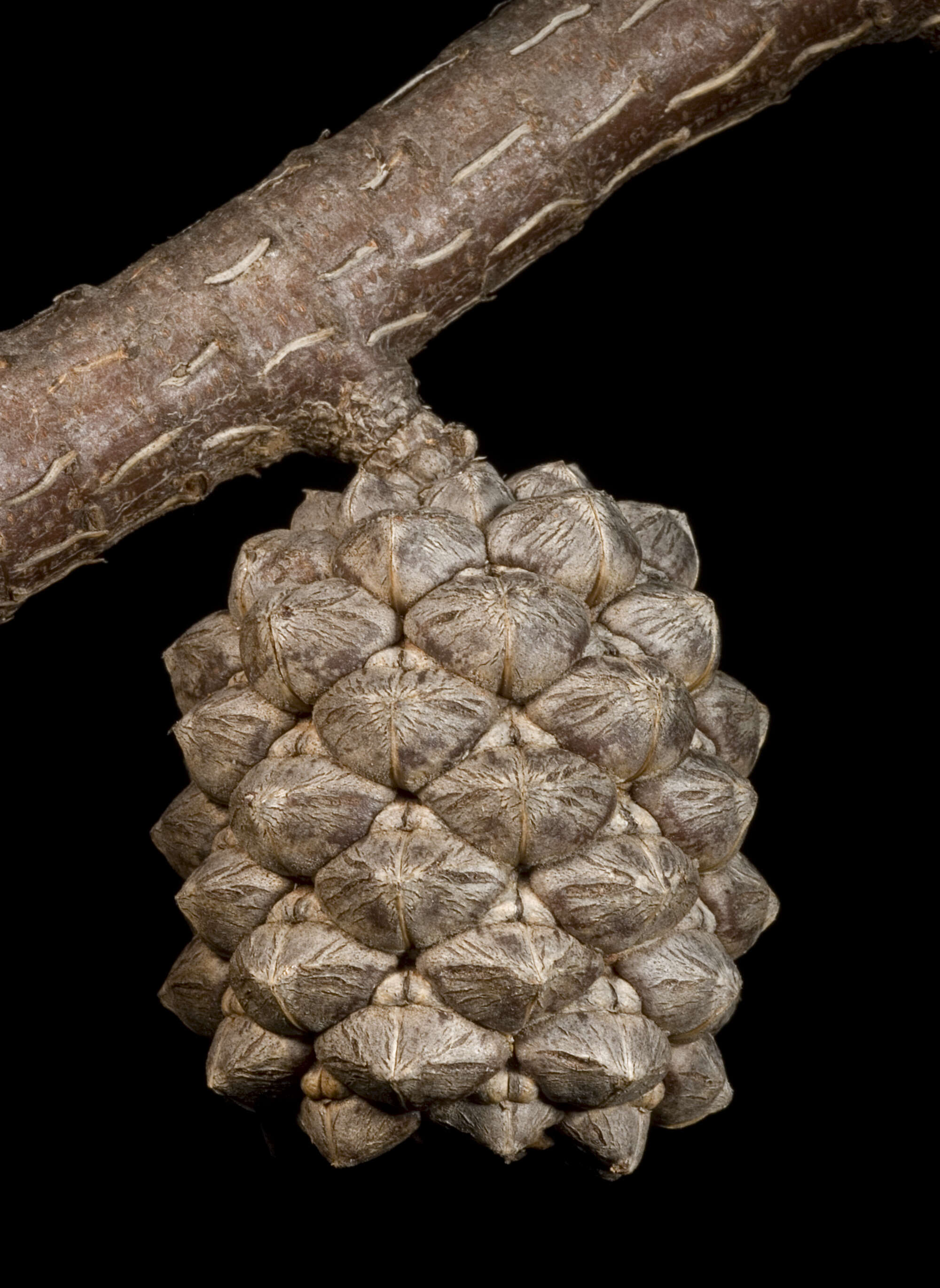Image of Allocasuarina dielsiana (C. A. Gardner) L. A. S. Johnson