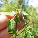 Слика од Euphorbia lacera Boiss.