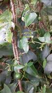 Image of Passiflora eglandulosa J. M. Mac Dougal