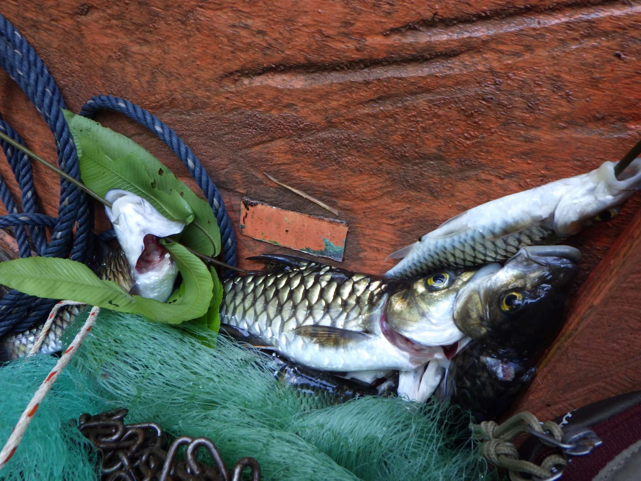 Image of Mekong mahseer