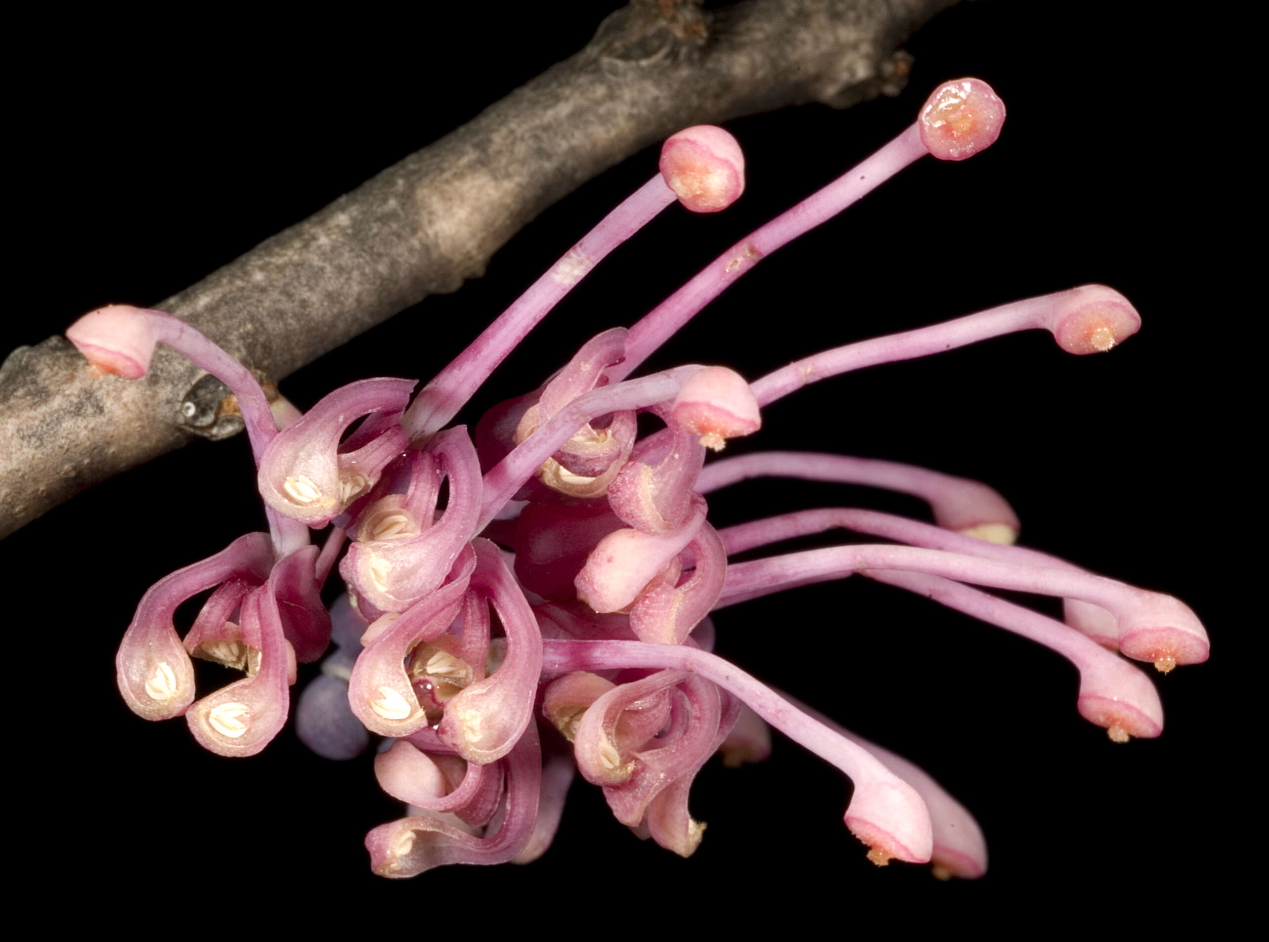 Image of pincushion tree