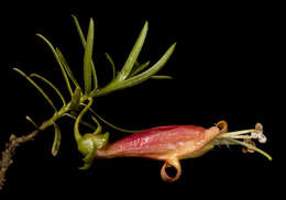 Слика од Eremophila linearis R. J. Chinnock