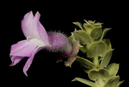 Eremophila pungens Chinnock resmi